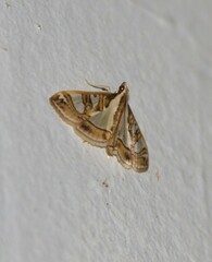 Glyphodes pyloalis