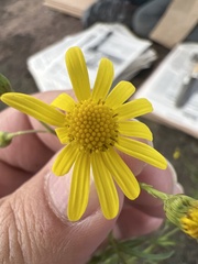 Senecio inaequidens