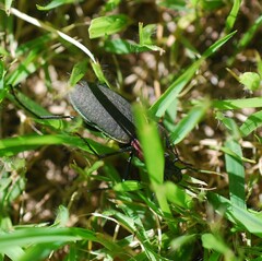 Carabus jankowskii