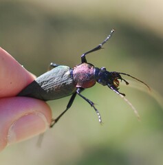 Carabus jankowskii