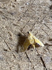 Acentropinae