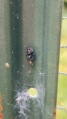 Phidippus audax