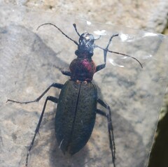 Carabus jankowskii