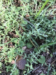 Chevreulia acuminata