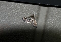Diasemiodes janassialis
