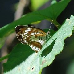 Neptis pryeri