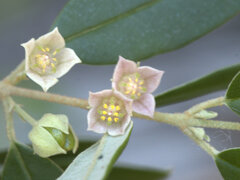 Boronia lanceolata
