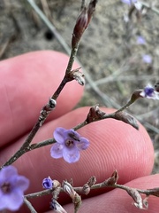 Limonium carolinianum