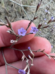 Limonium carolinianum