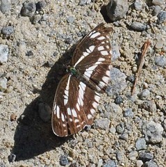 Neptis pryeri