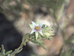 Boronia lanuginosa