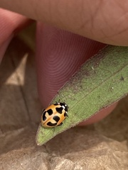 Hippodamia parenthesis