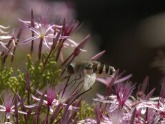 Bombyliidae