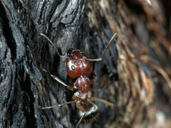 Camponotus wiederkehri