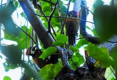 Dinopium benghalense