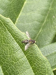 Toxomerus occidentalis