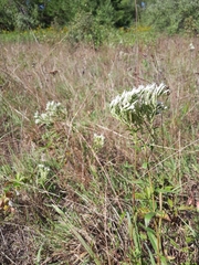 Eupatorium album