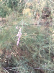 Tamarix