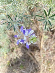 Lupinus variicolor