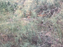 Tamarix