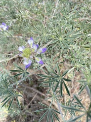 Lupinus variicolor