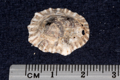 Siphonaria