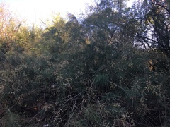Tamarix