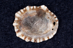 Siphonaria