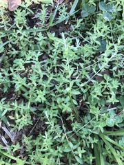 Chevreulia acuminata