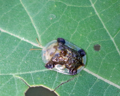 Helocassis testudinaria