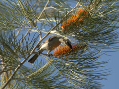 Philemon argenticeps