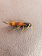 Urocerus flavicornis