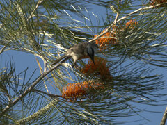 Philemon argenticeps