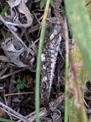 Arphia pseudonietana