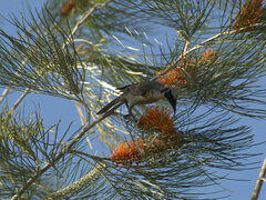 Philemon argenticeps