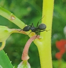 Camponotus pennsylvanicus