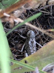 Arphia pseudonietana