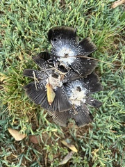 Coprinus