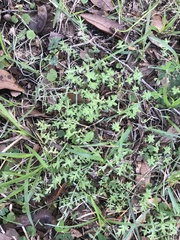 Chevreulia acuminata