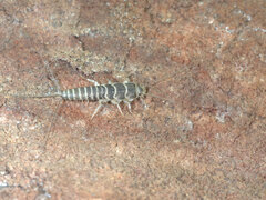 Lepismatidae