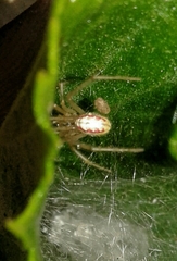 Enoplognatha ovata