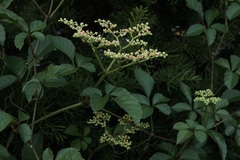 Causonis japonica