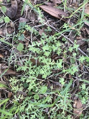 Chevreulia acuminata