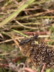 Alydus