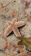 Asterias forbesi