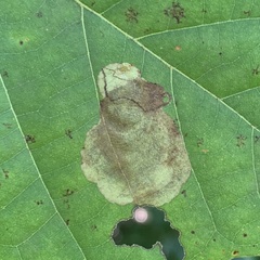 Ectoedemia platanella