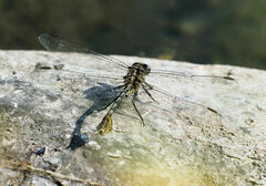 Dromogomphus spoliatus