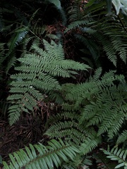 Dryopteris expansa