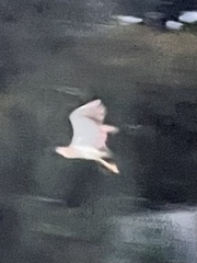 Nycticorax caledonicus