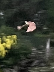 Nycticorax caledonicus